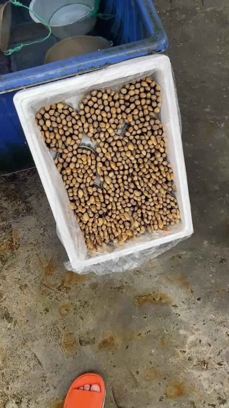 圣子王