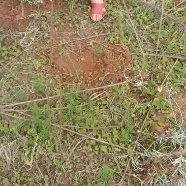 野生草药