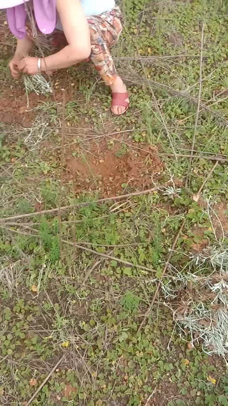 野生草药