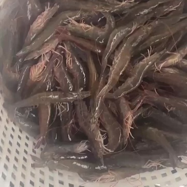 湛江泥塘海虾
