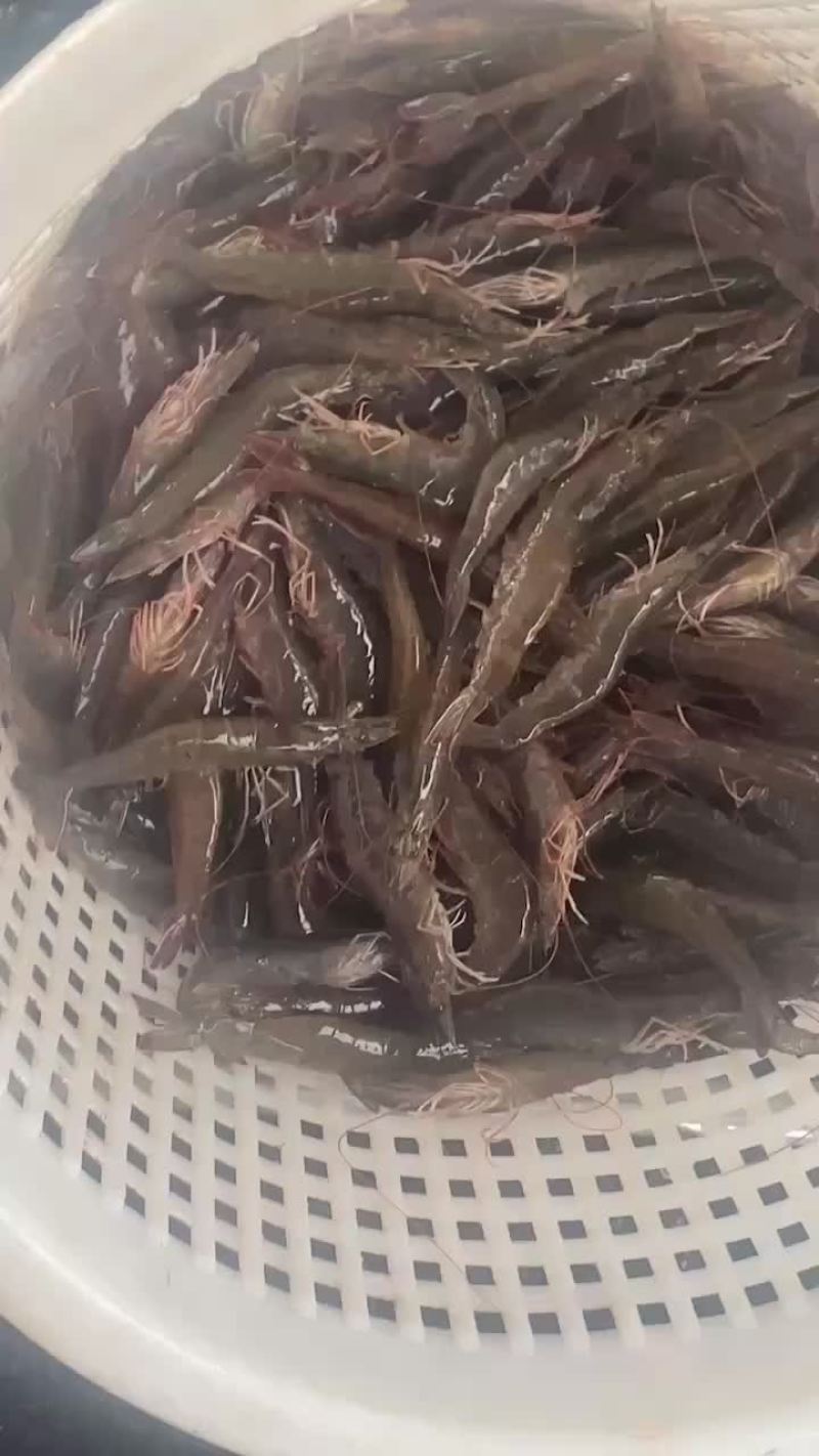 湛江泥塘海虾