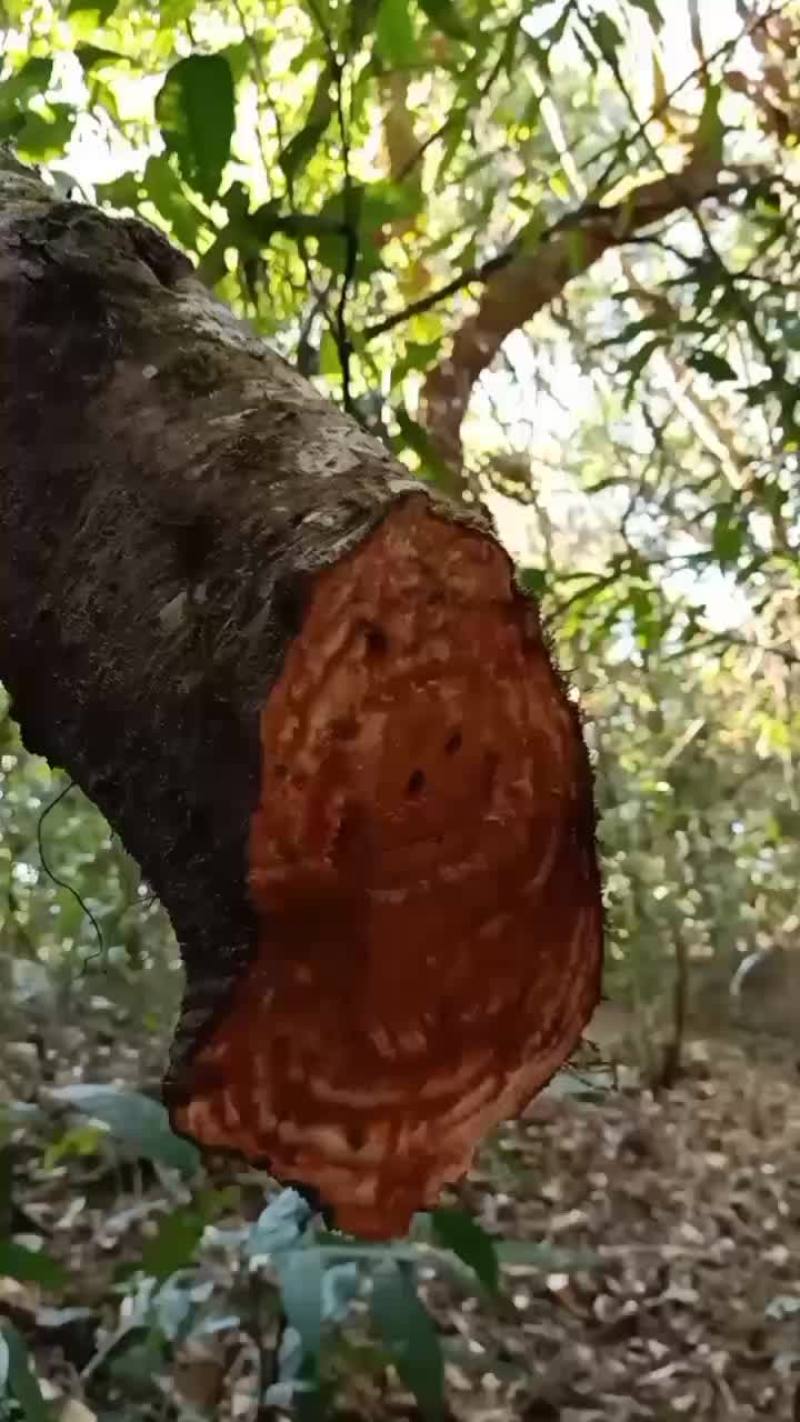 中药材，黑血藤