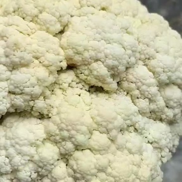 有机花菜