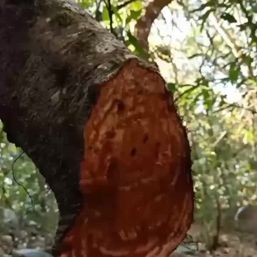 中药材，黑血藤
