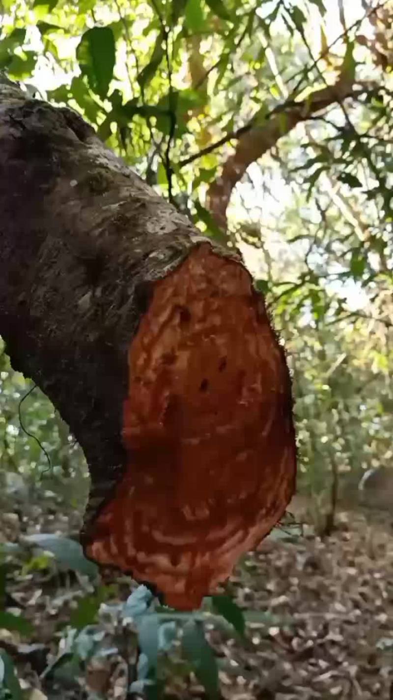 中药材，黑血藤