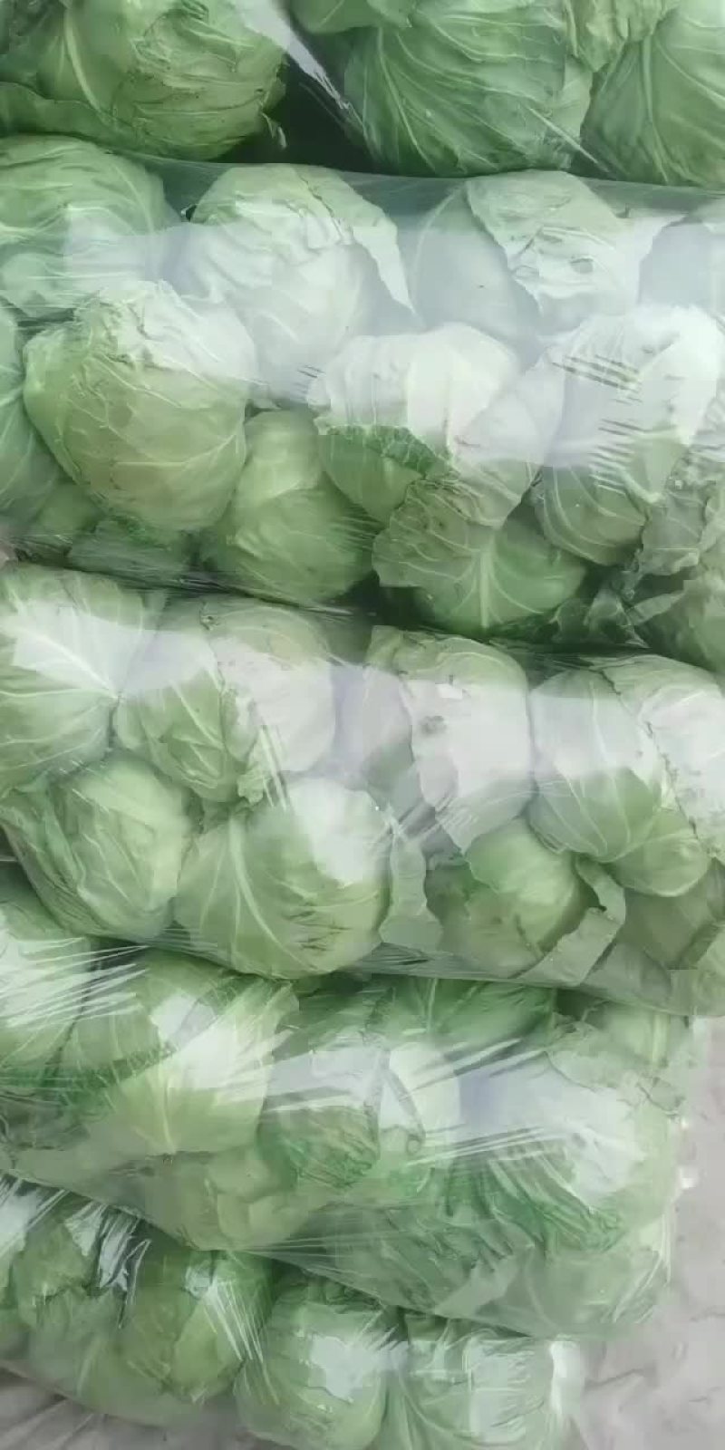 精品甘蓝，一手货源，代收，代发
