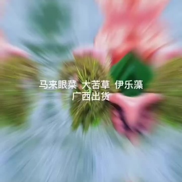 马来眼菜，大苦草，伊乐藻