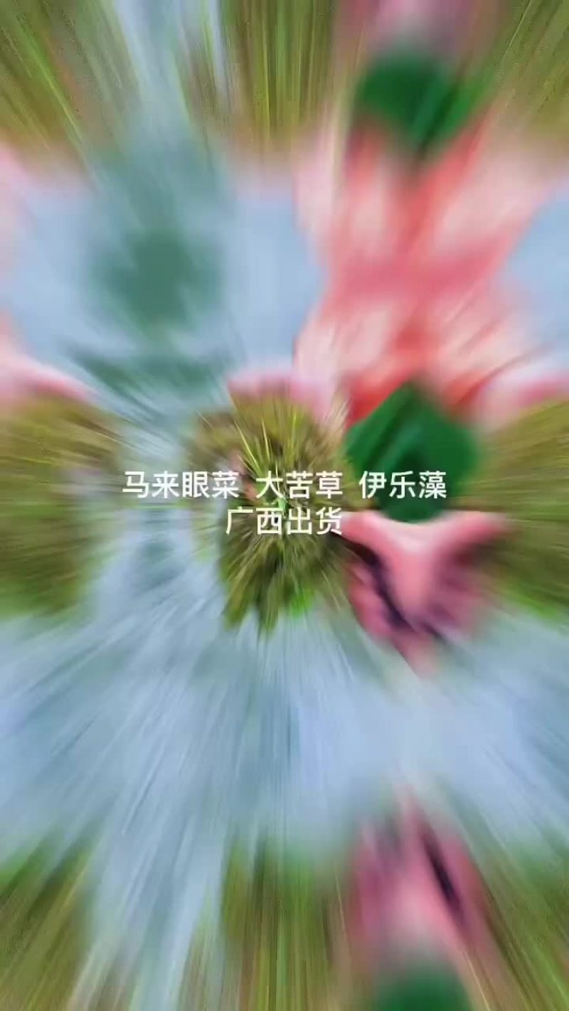 马来眼菜，大苦草，伊乐藻