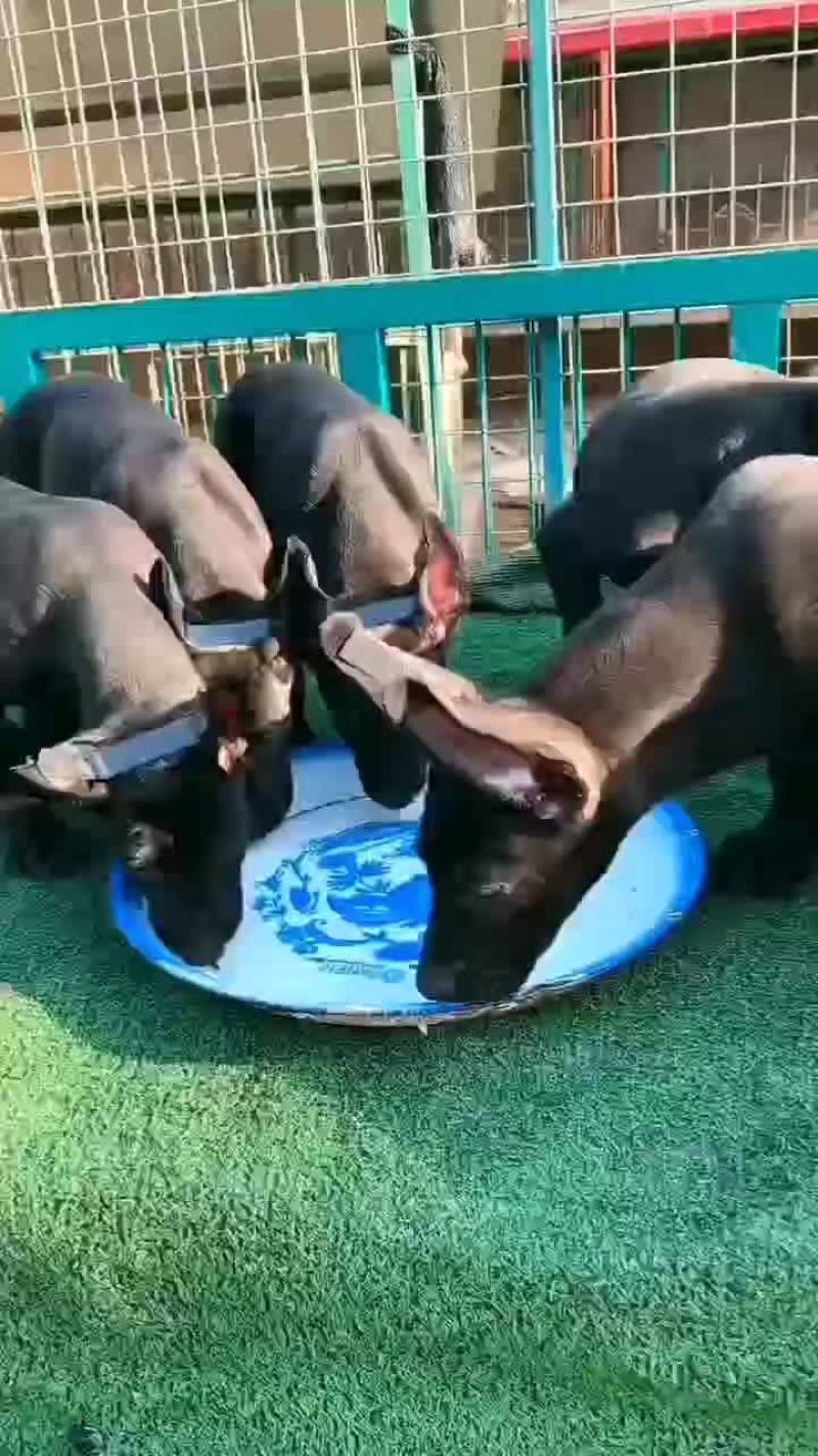 黑狼犬