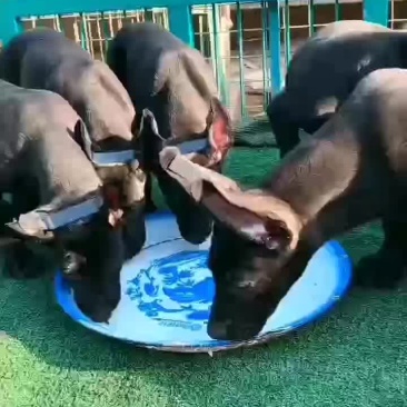 黑狼犬