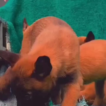 爆红马犬