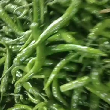 大量上市货源充足价格便宜