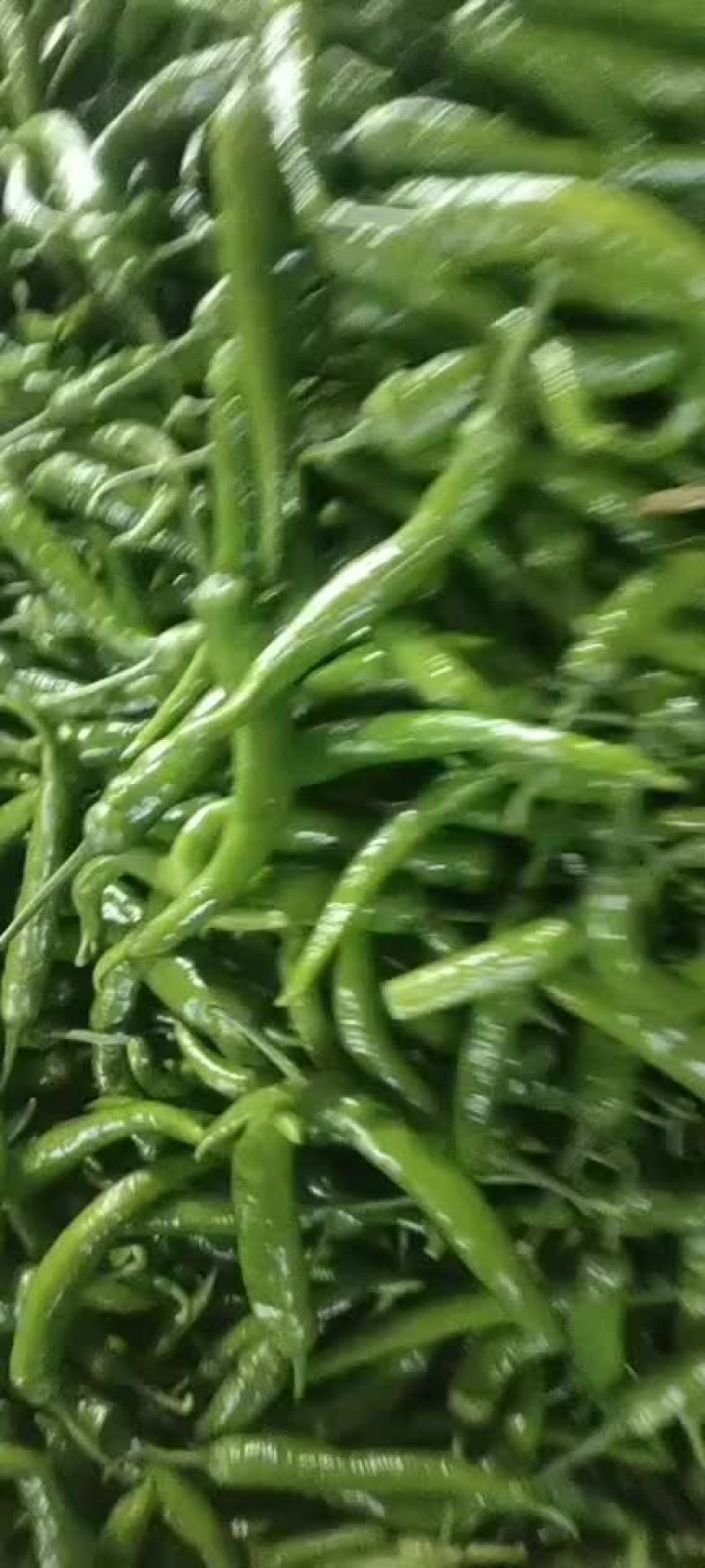 大量上市货源充足价格便宜