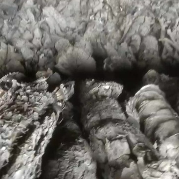山西优质高温无烟果木炭。枣木炭。