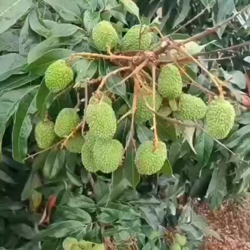 电白妃子笑