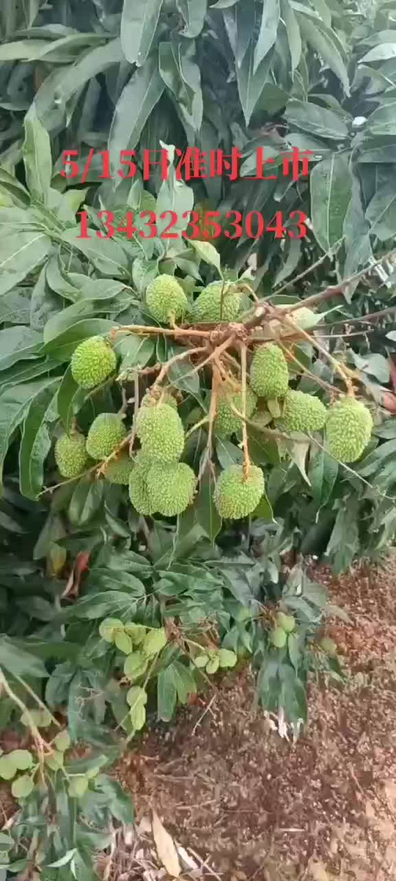 电白妃子笑