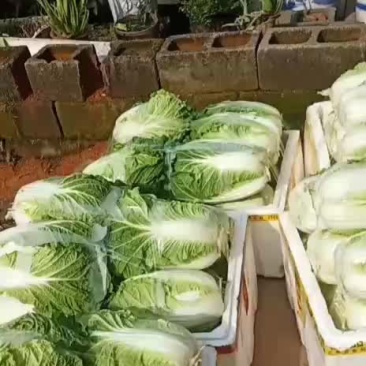 大白菜包包菜