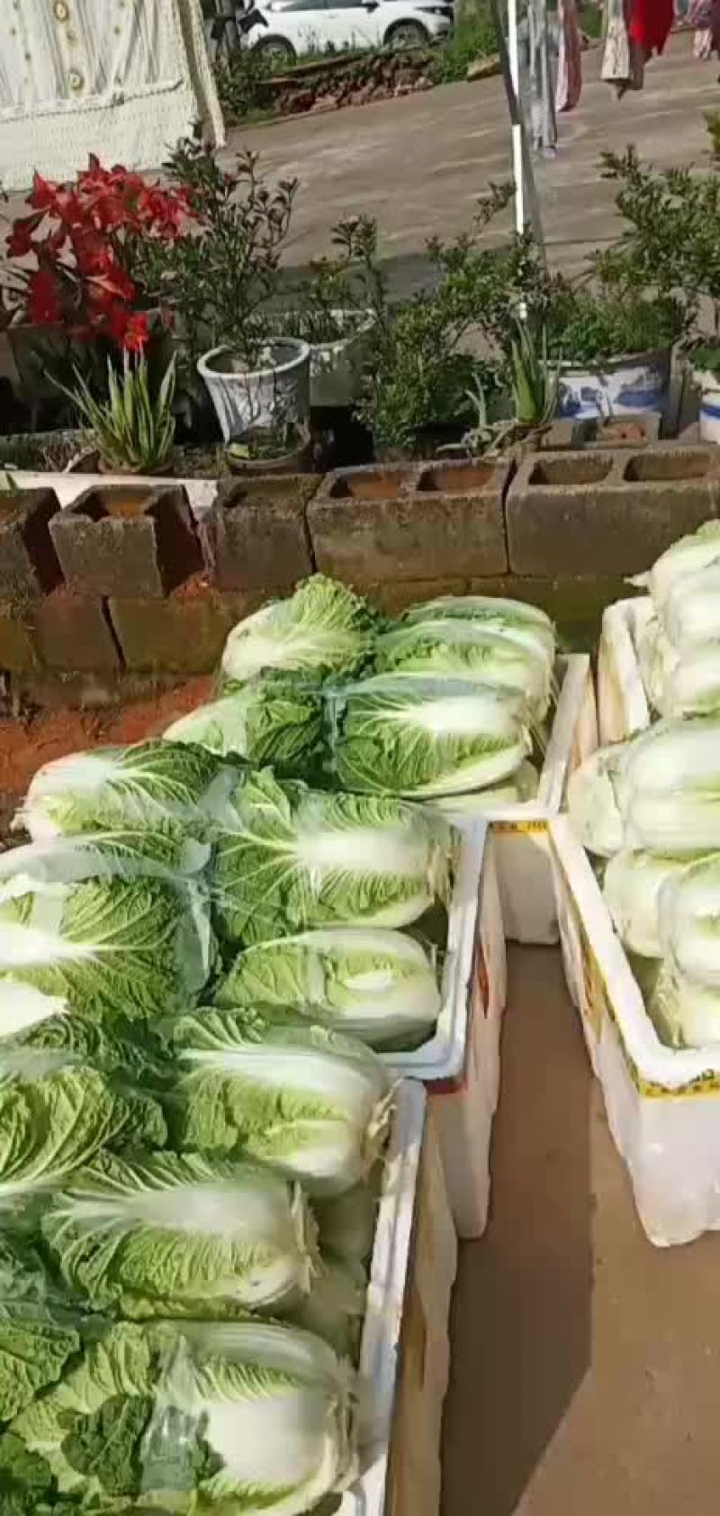 大白菜包包菜