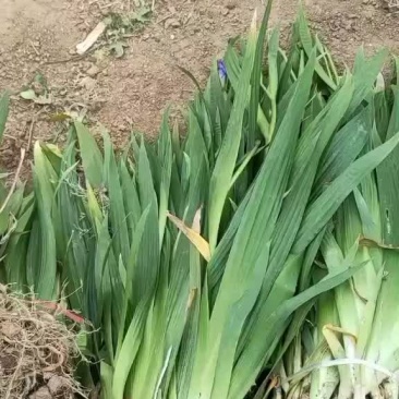 焉尾苗