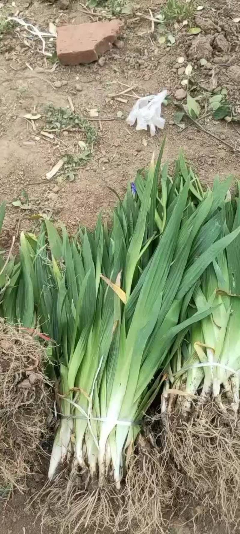 焉尾苗