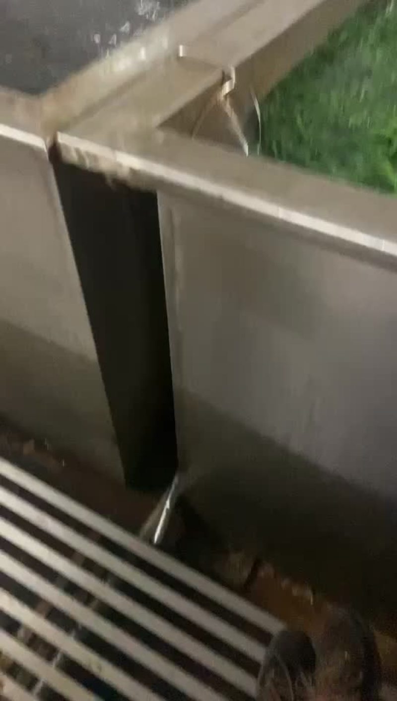 广东上汤桑叶菜绿色食品桑芽菜全国发车