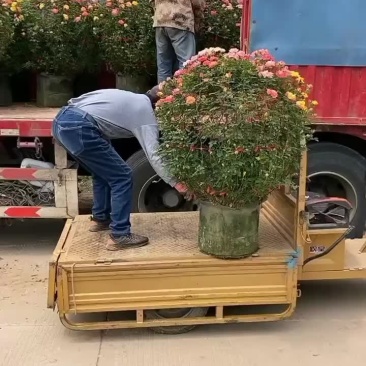 球形月季