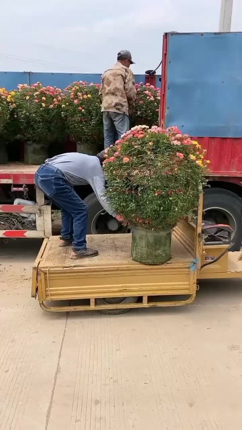 球形月季