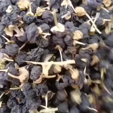 黑枸杞中果