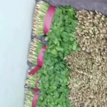 精品香菜