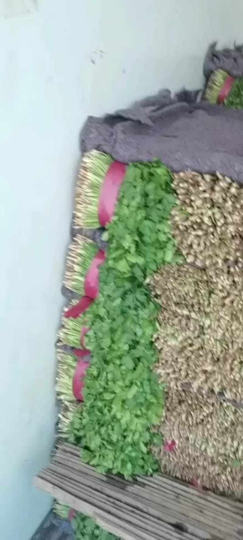 精品香菜