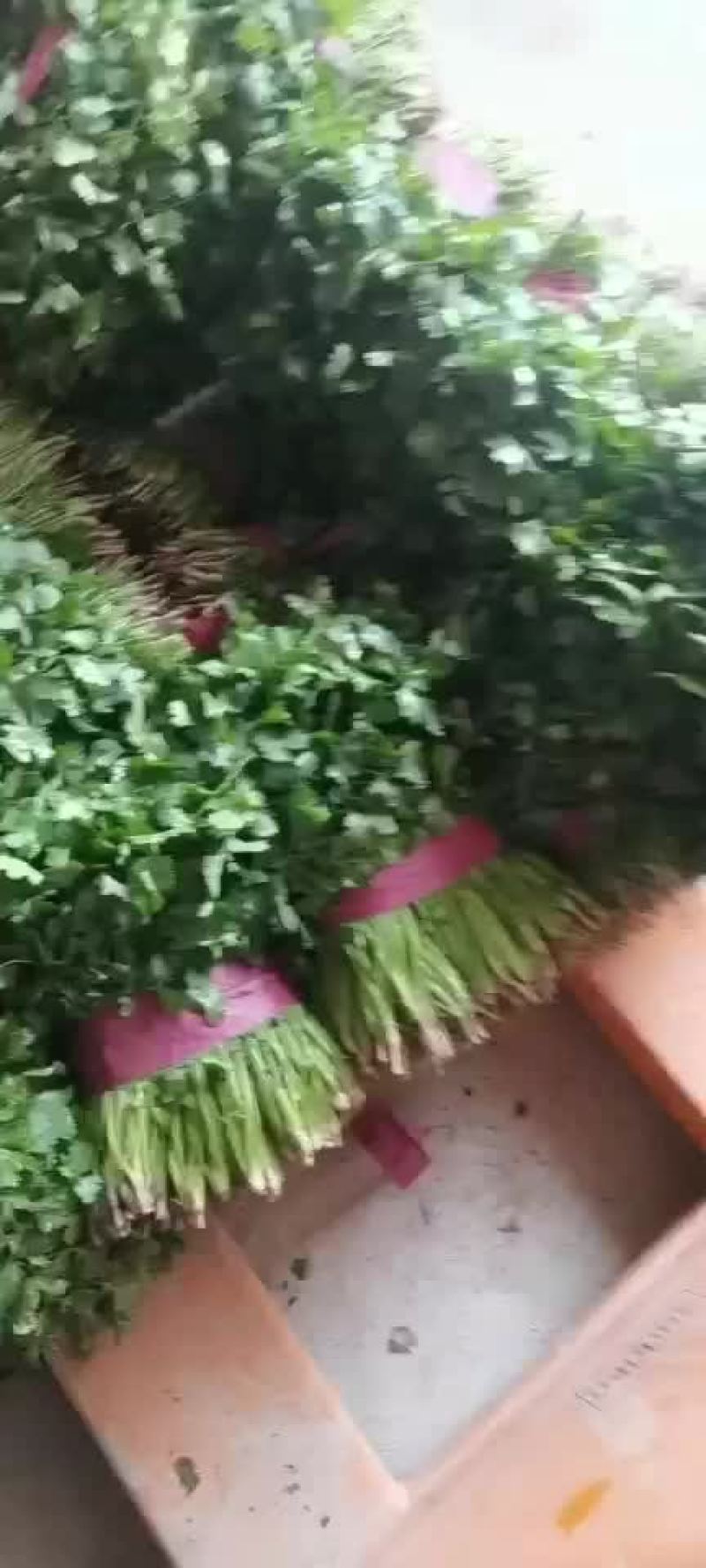 精品香菜