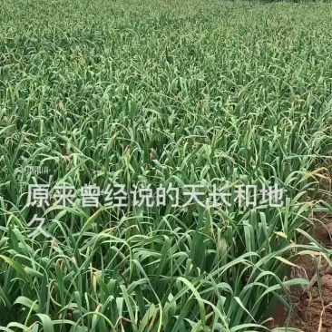 山东莘县蒜苔马上，上市了。有需要的老板及商家电话联系；