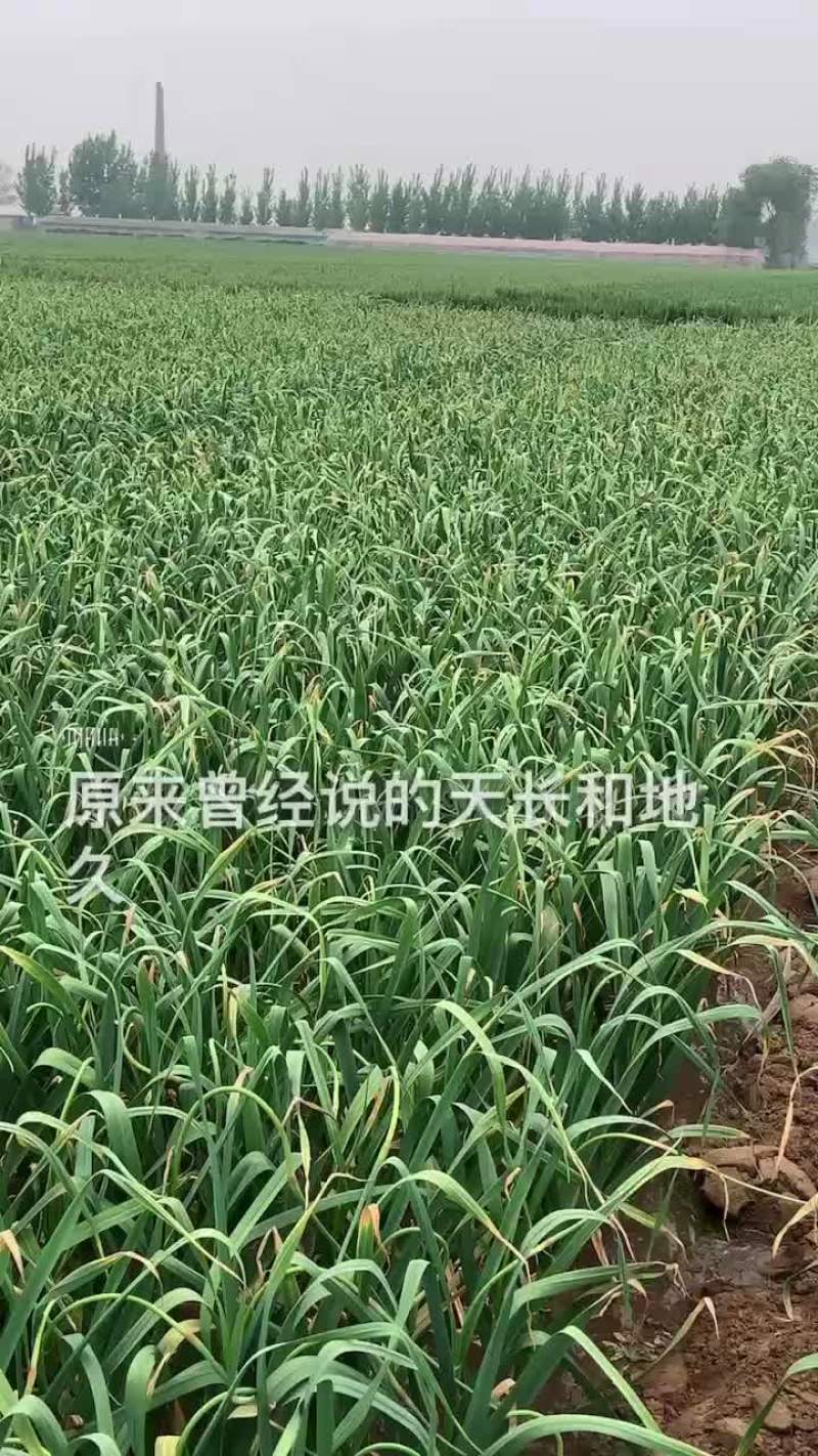 山东莘县蒜苔马上，上市了。有需要的老板及商家电话联系；