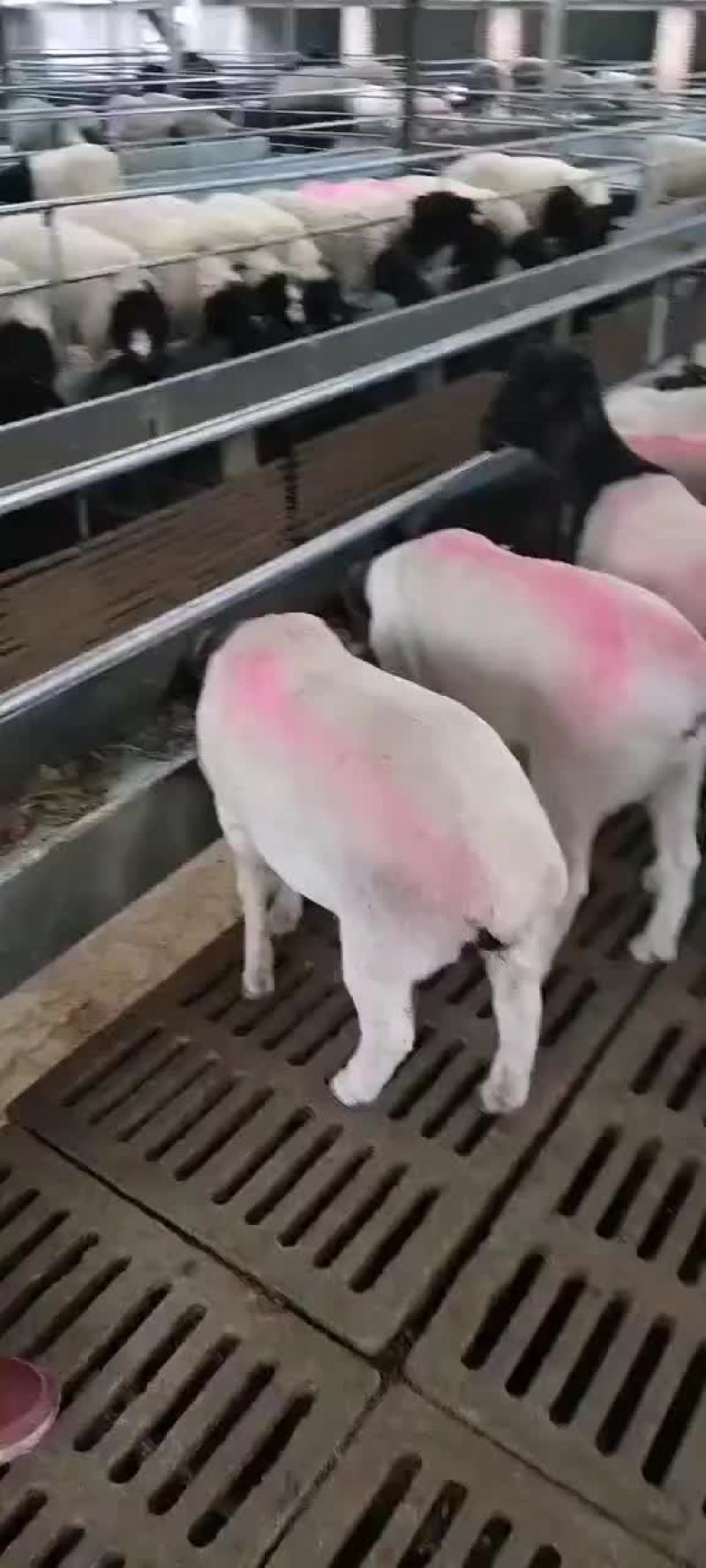 杜波种母羊