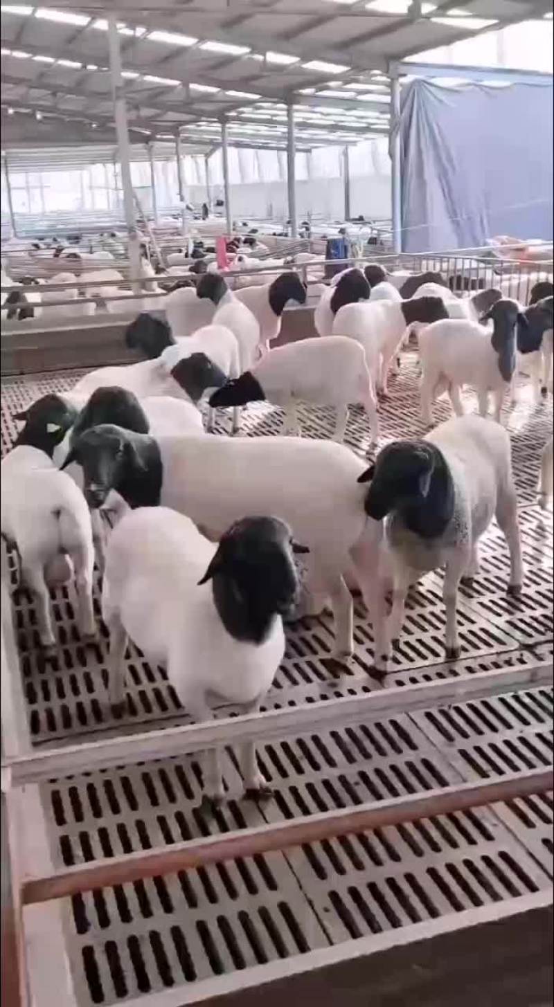杜波种母羊