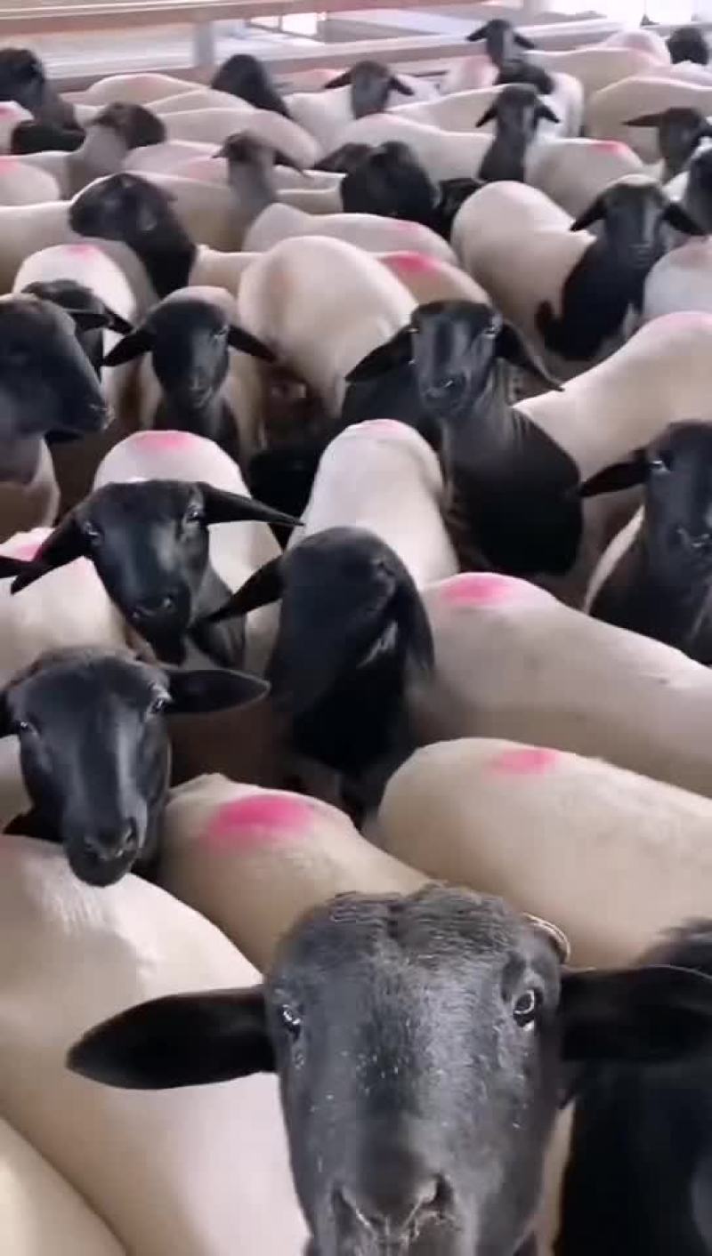 杜波种母羊