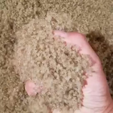 盘锦蟹苗