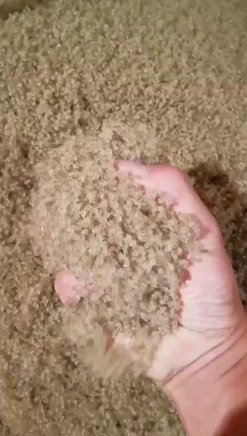 盘锦蟹苗