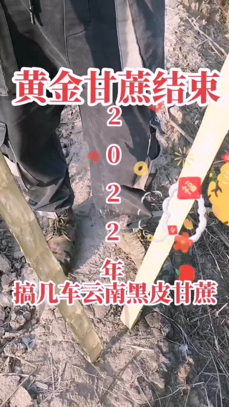 云南黑皮甘蔗