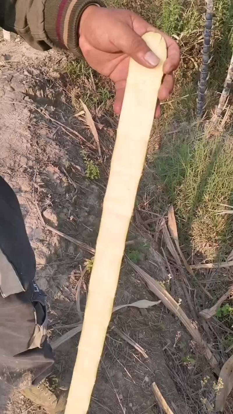 云南黑皮甘蔗