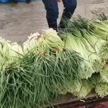 蒜苔大量上市，代收代发，欢迎采购