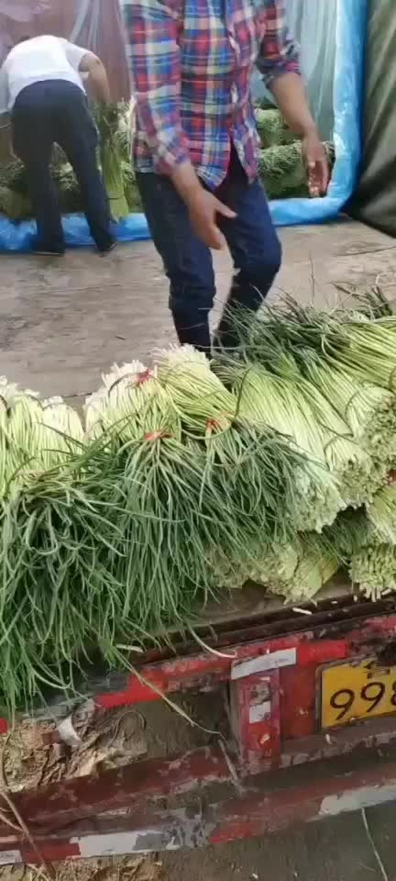 蒜苔大量上市，代收代发，欢迎采购