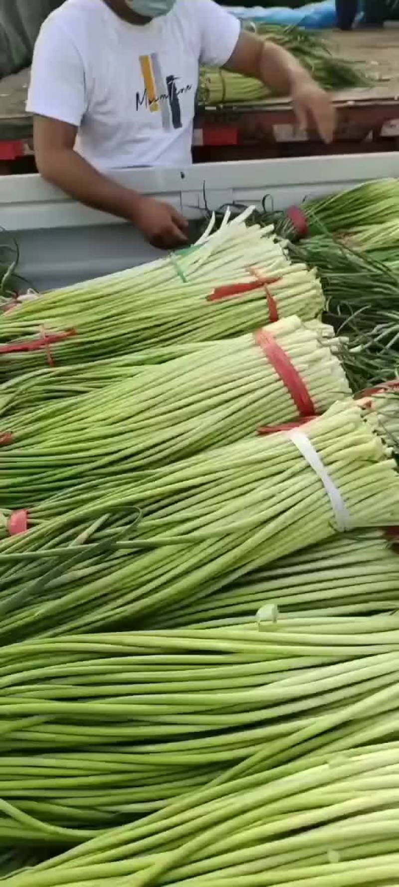 蒜苔大量上市，代收代发，欢迎采购