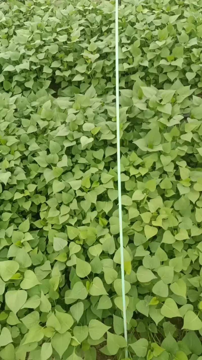 大量红薯苗