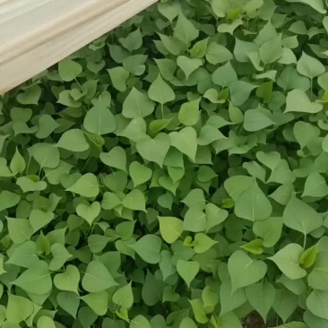大量红薯苗