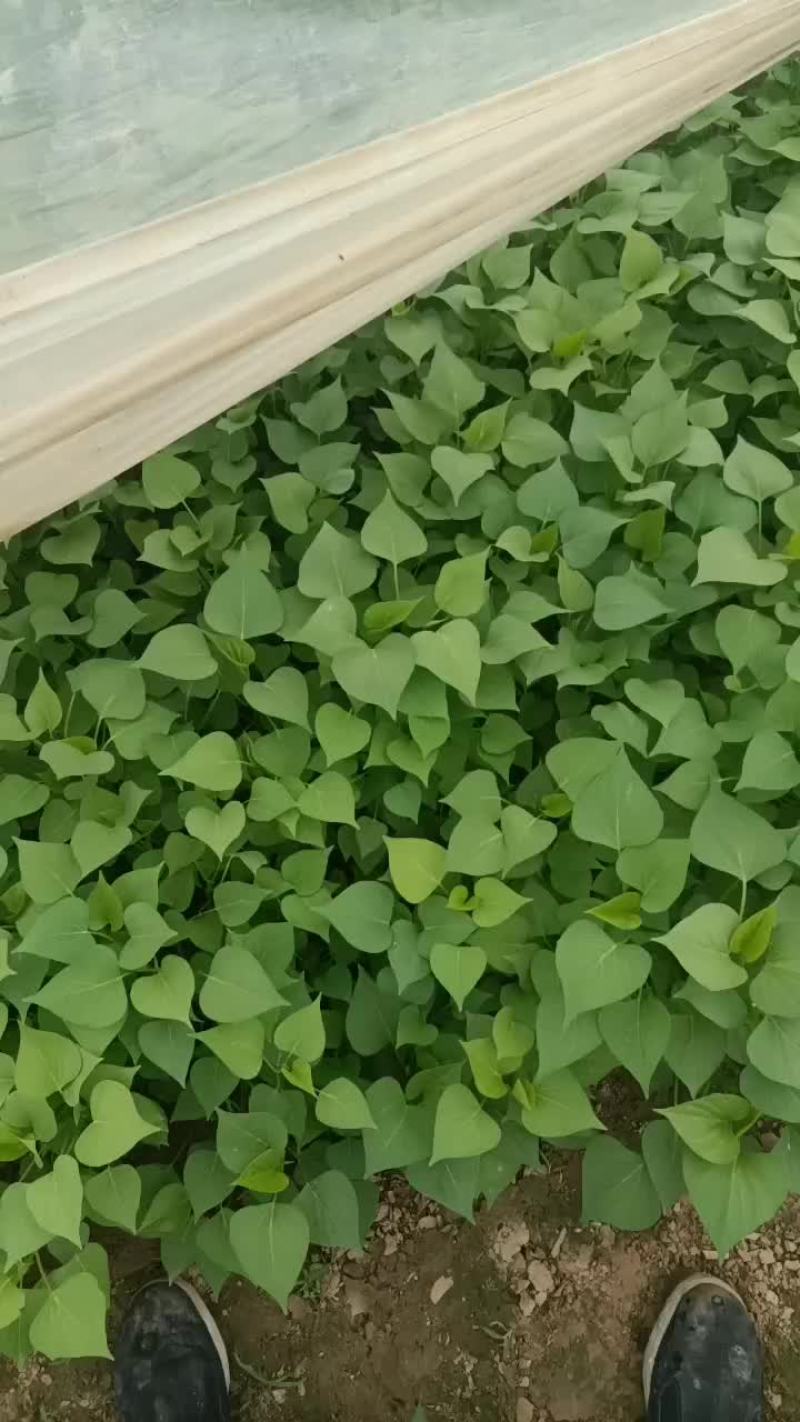 大量红薯苗