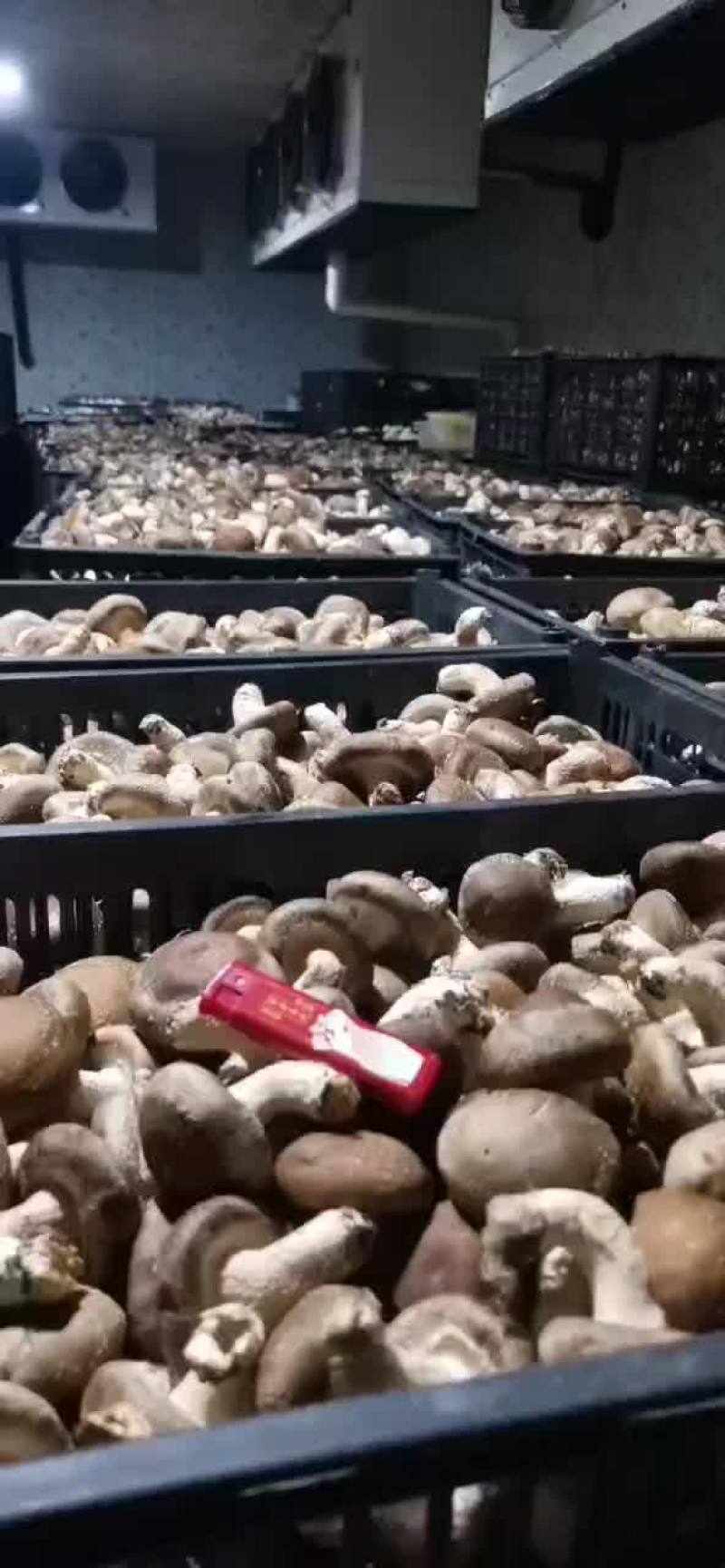 农户鲜香菇