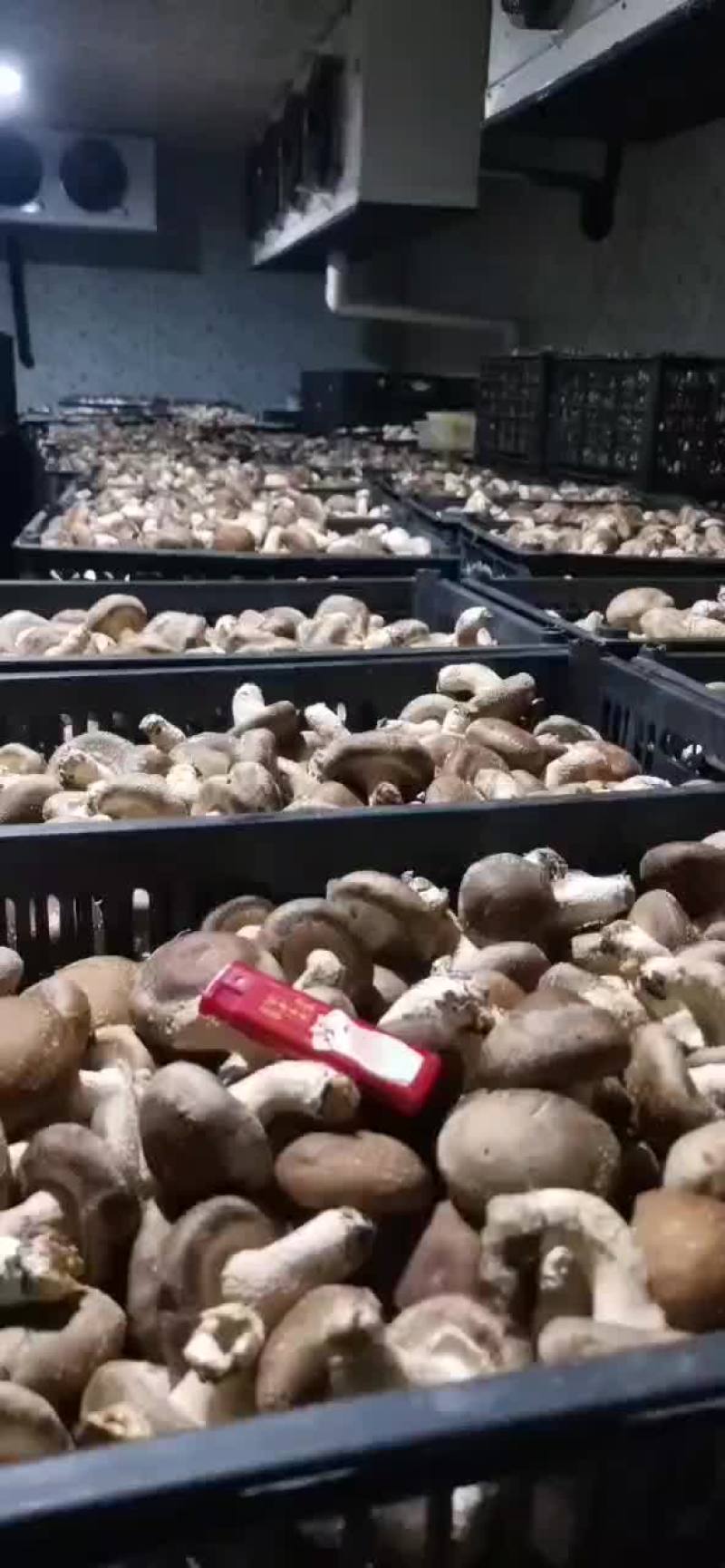 农户鲜香菇
