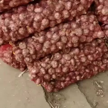 大蒜蒜苔