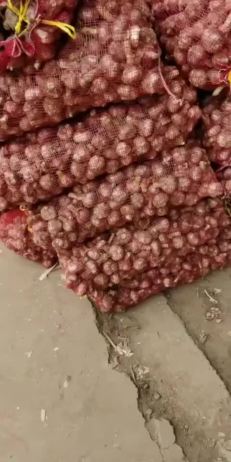 大蒜蒜苔